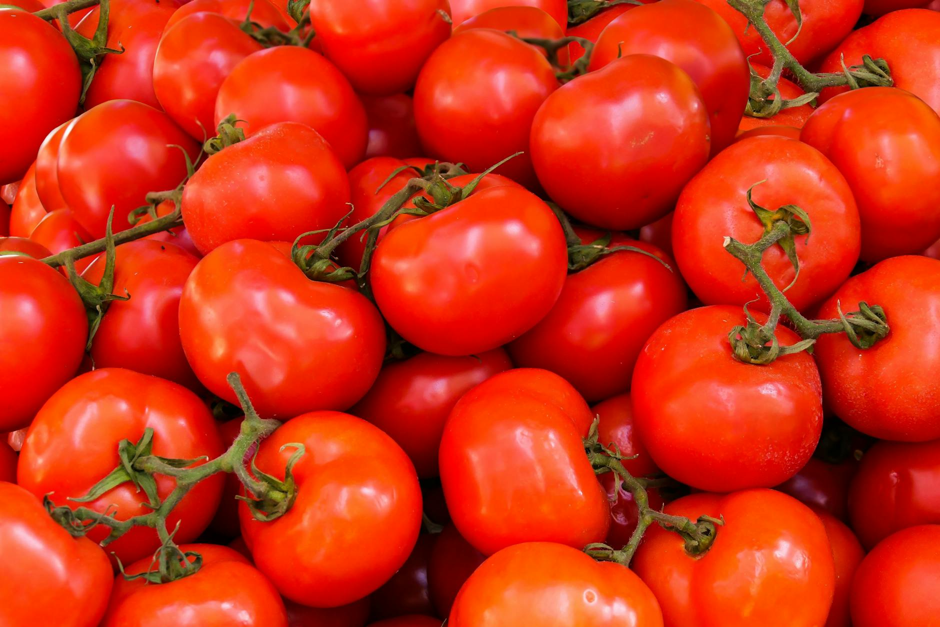 pile of red tomatoes